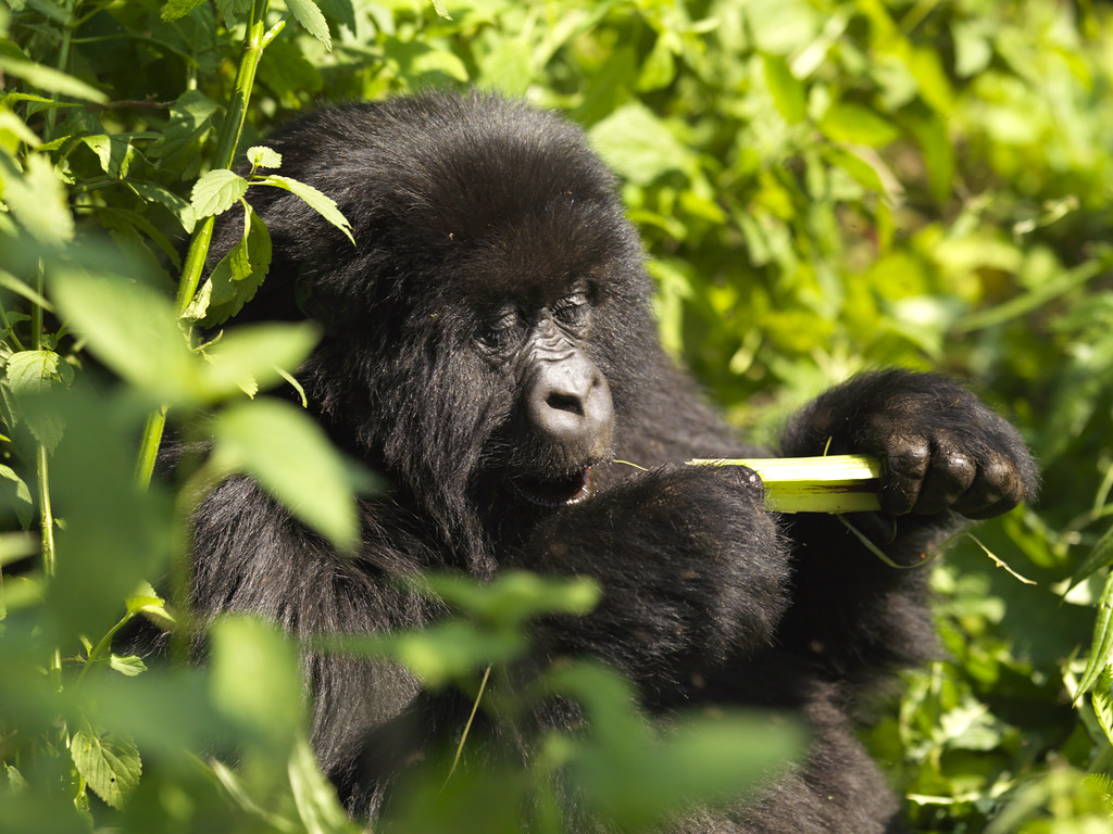 3-day Rwanda gorilla safari