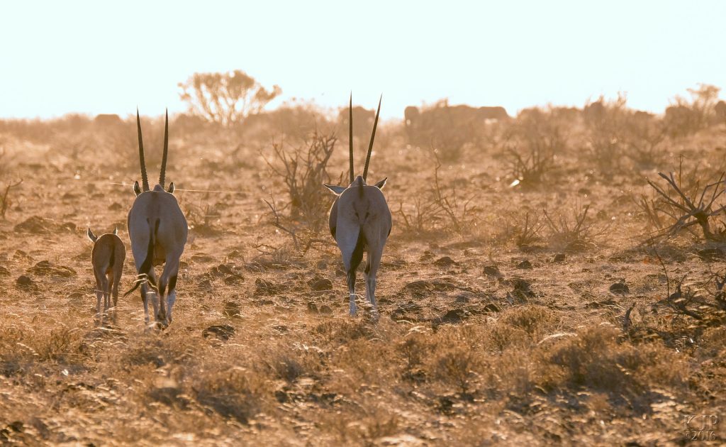 3-day wildlife safari in Samburu National Park