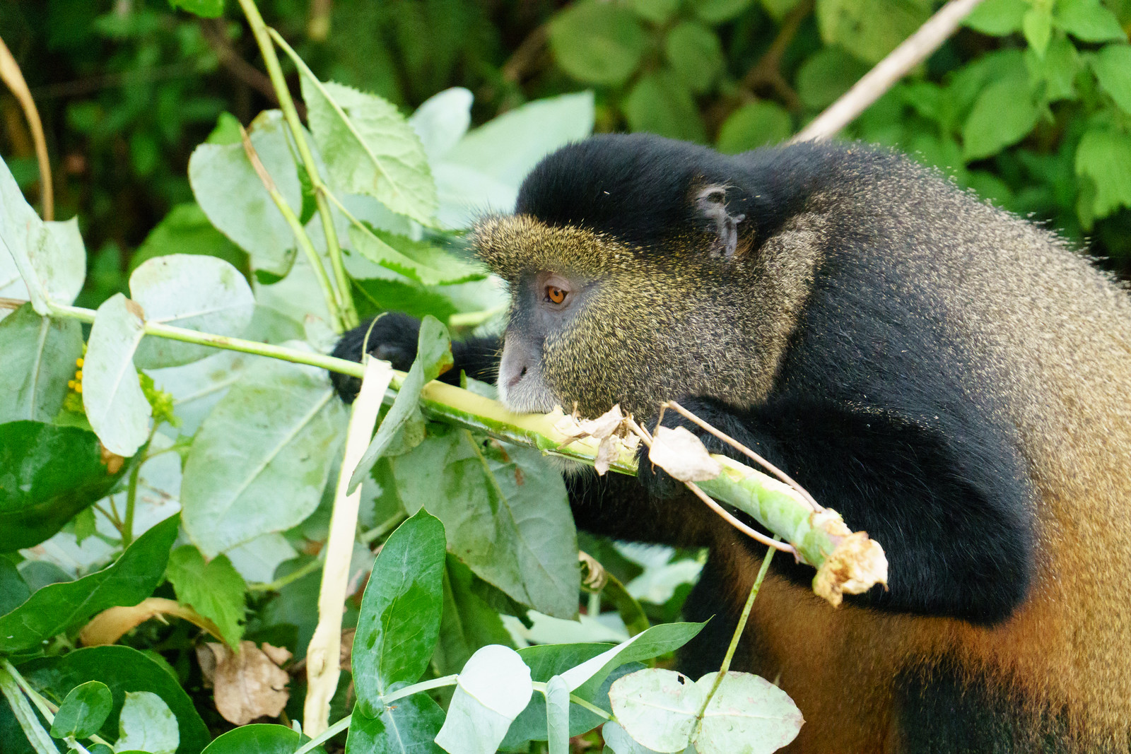 3-day Rwanda gorilla safari - Gallery Image