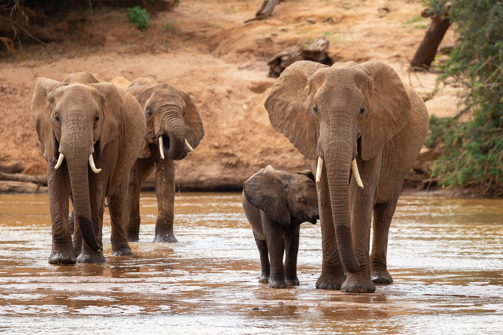 3-day wildlife safari in Samburu National Park - Gallery Image
