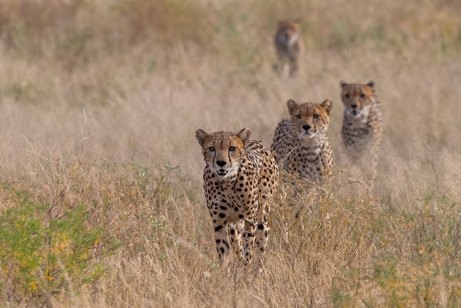 3-day wildlife safari in Samburu National Park - Gallery Image