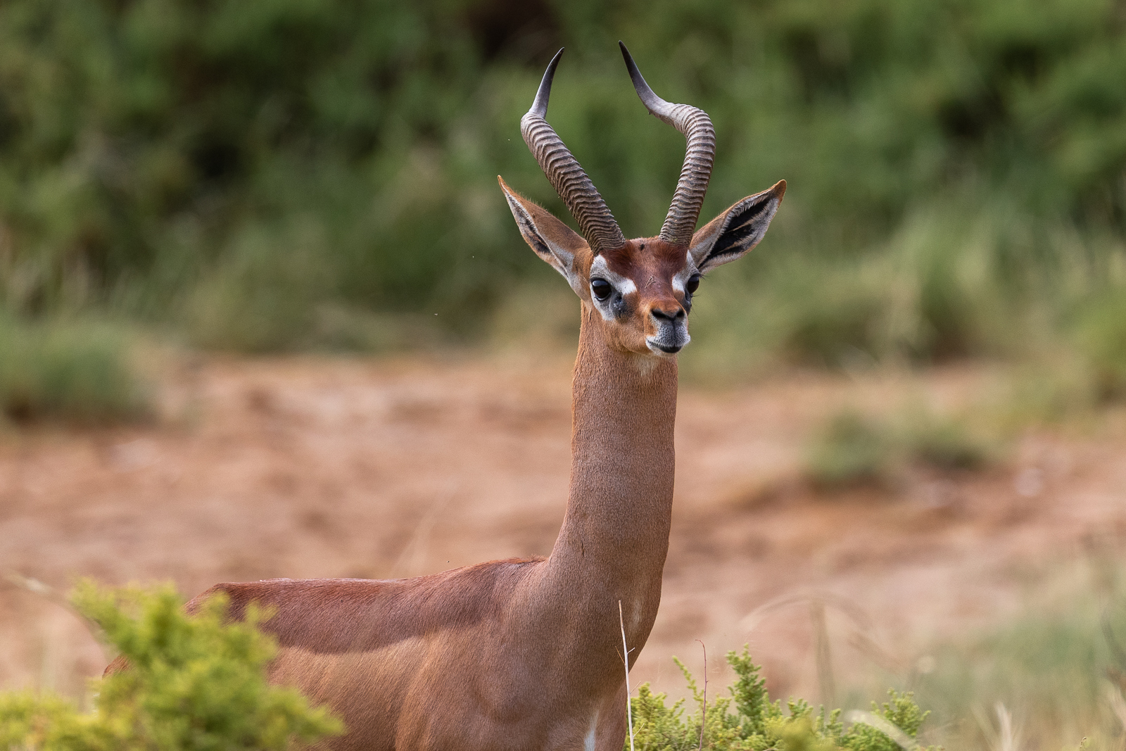3-day wildlife safari in Samburu National Park - Gallery Image
