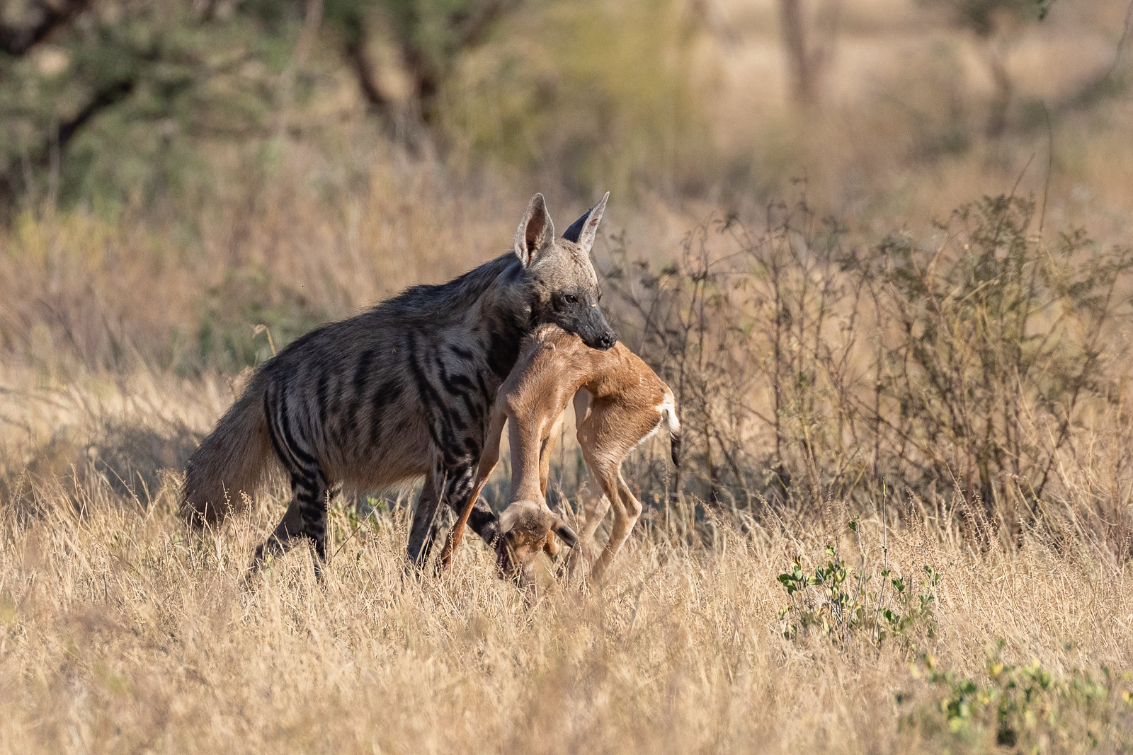 3-day wildlife safari in Samburu National Park - Gallery Image