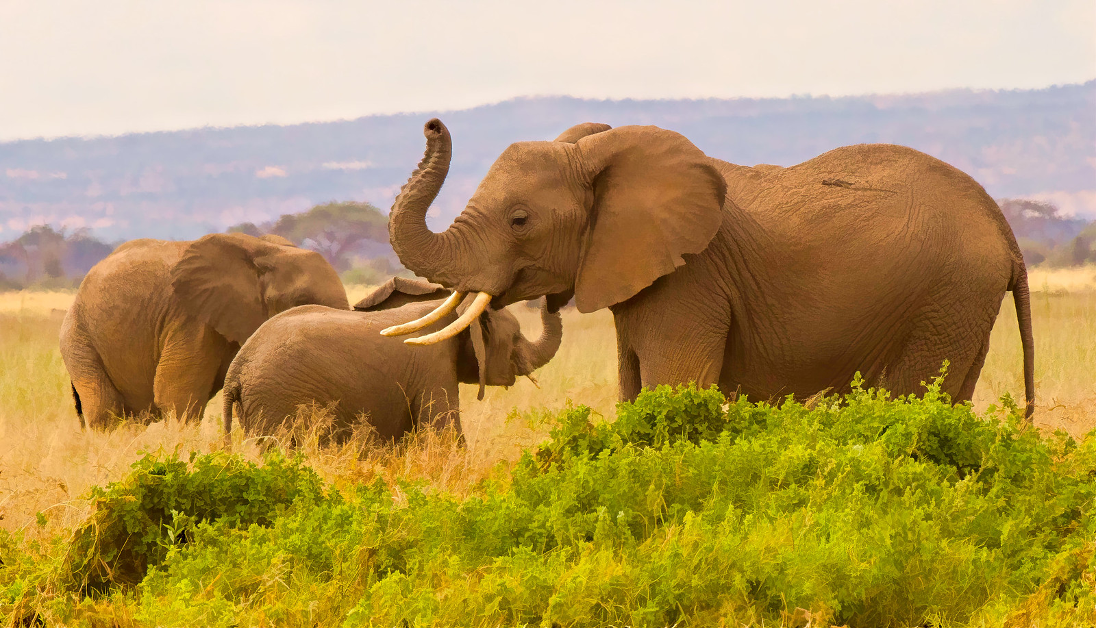 5-day Kenya wildlife safari - Gallery Image