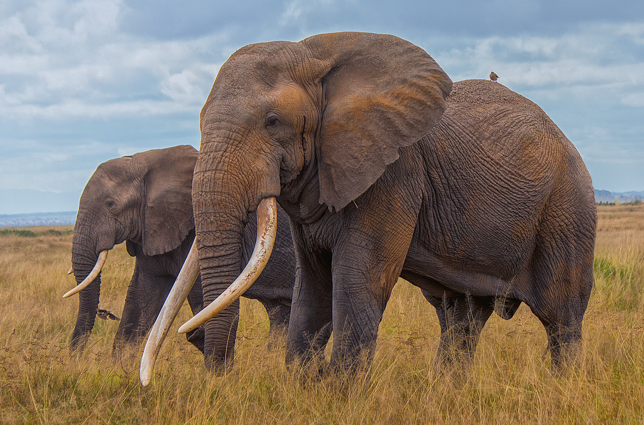 5-day Kenya wildlife safari - Gallery Image
