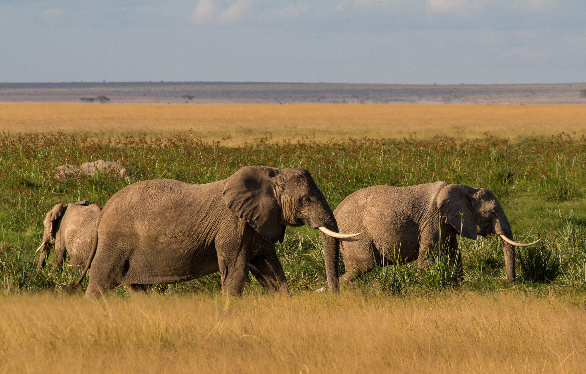 5-day Kenya wildlife safari - Gallery Image