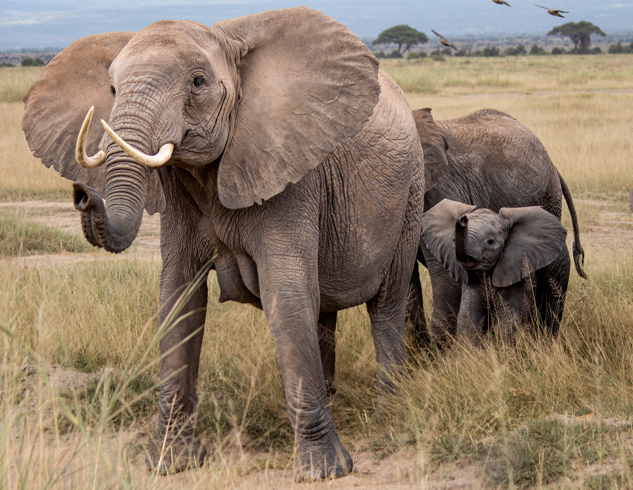 5-day Kenya wildlife safari - Gallery Image
