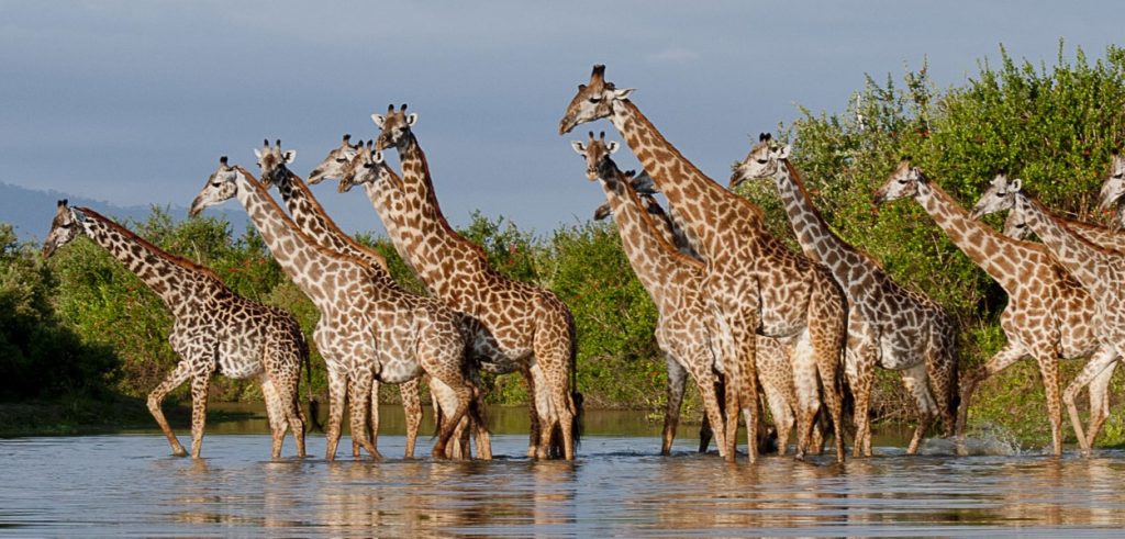 Nyerere National Park