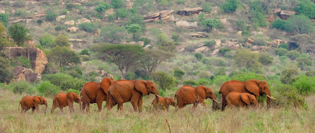 Tsavo East National Park