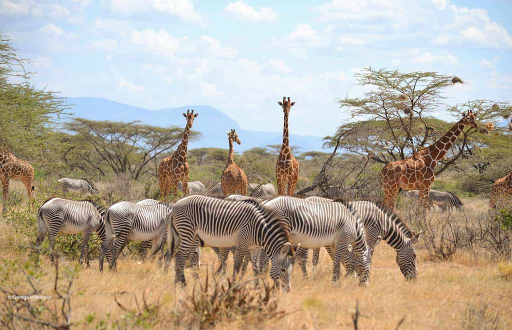 Samburu National Reserve