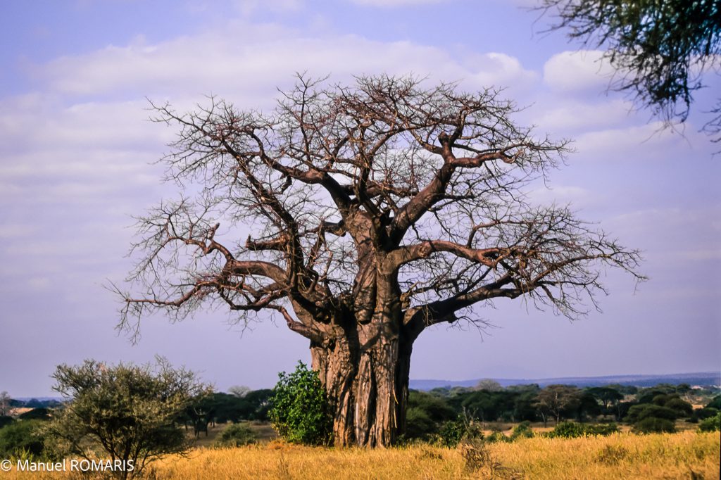 Tarangire National Park