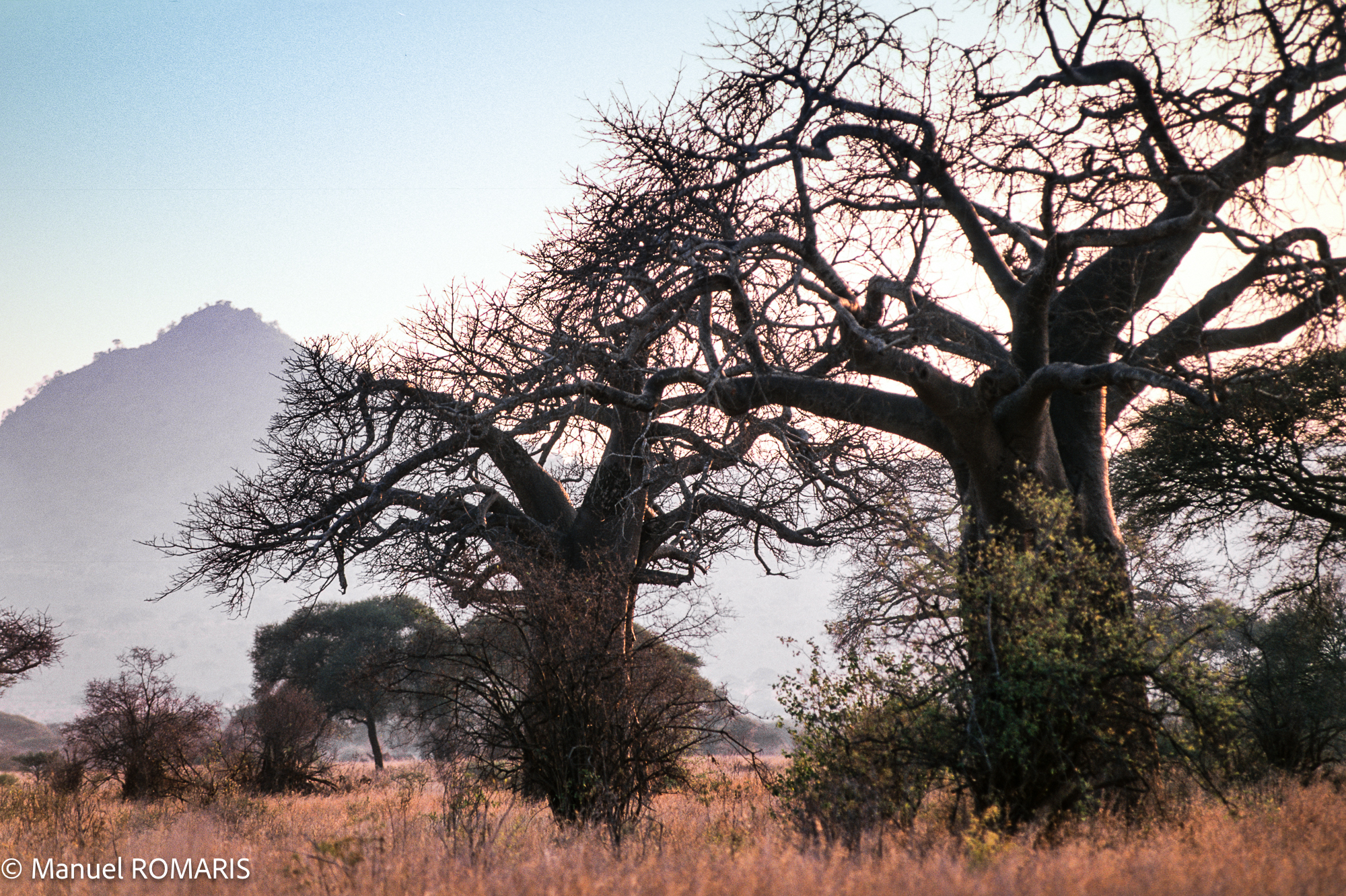 3-day safari to Tarangire National Park - Gallery Image
