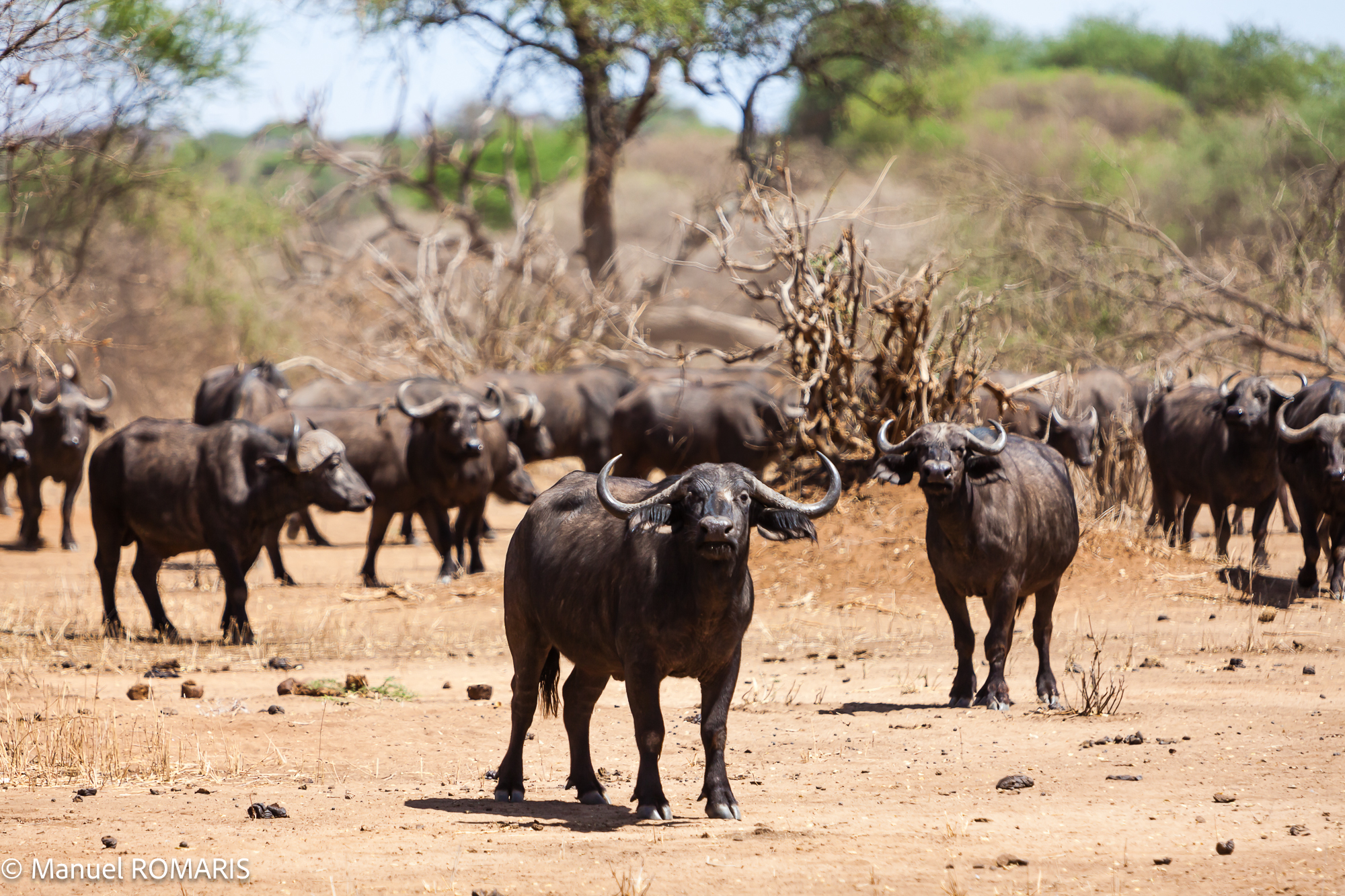 3-day safari to Tarangire National Park - Gallery Image
