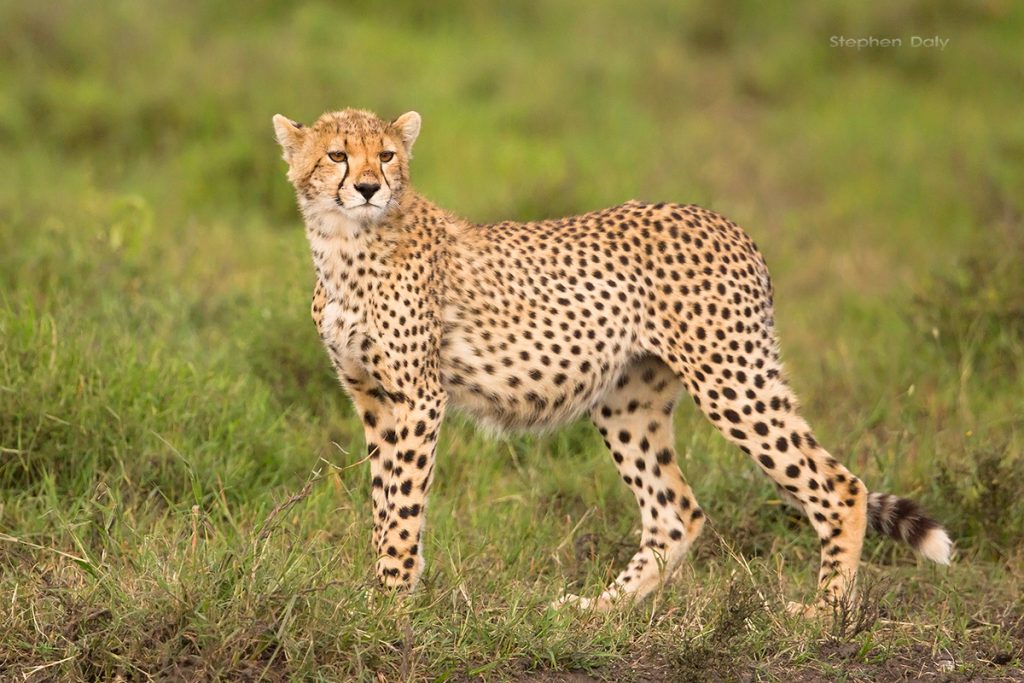 6-day Tanzania adventure safaris