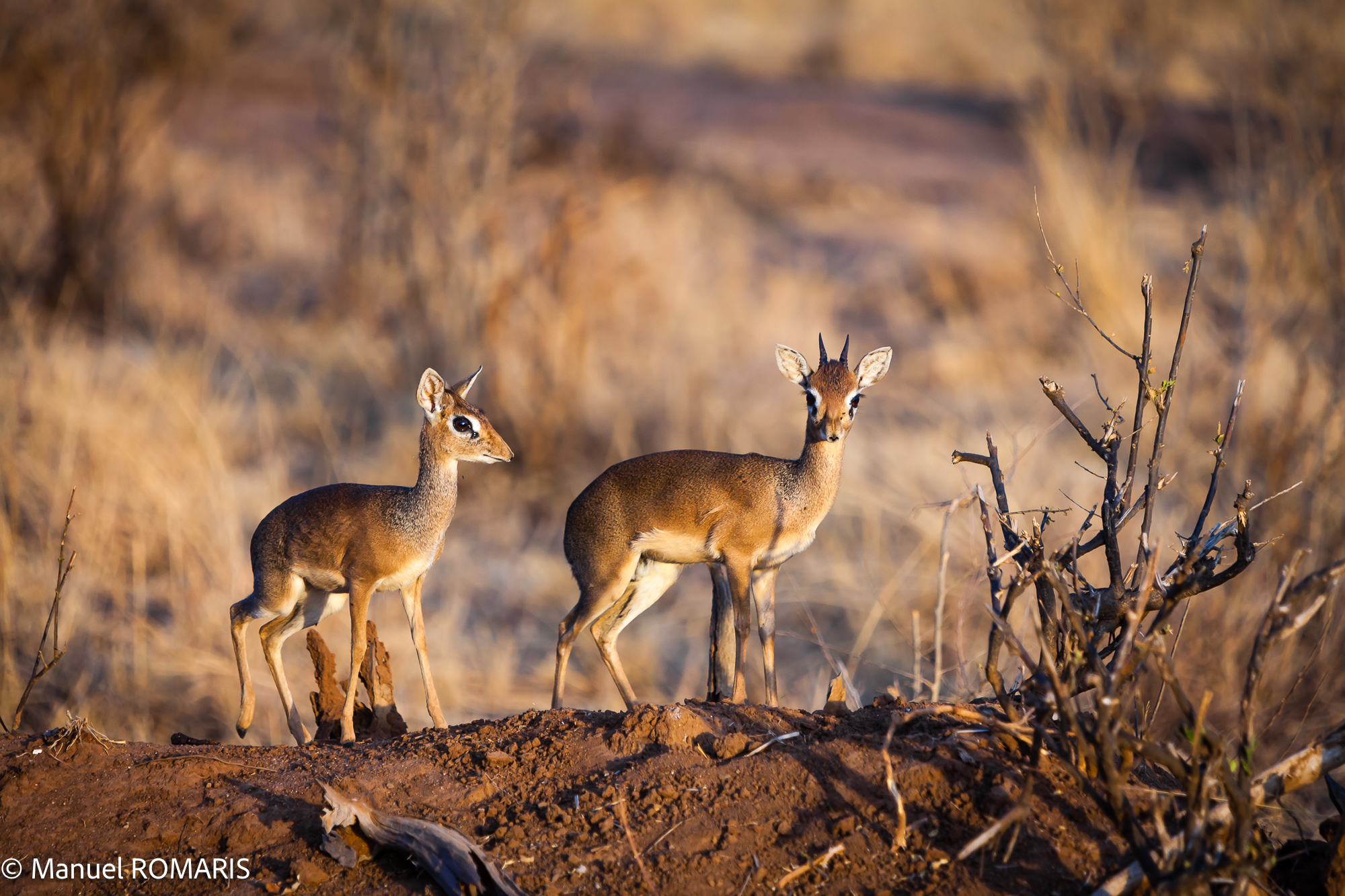 3-day safari to Tarangire National Park - Gallery Image