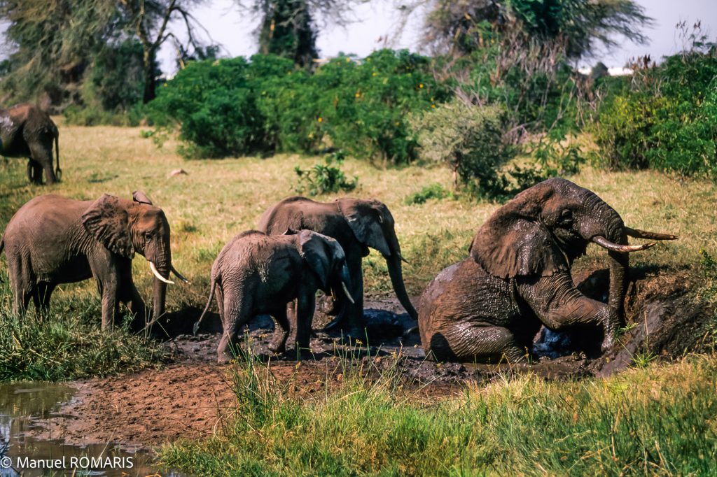 3-day safari to Tarangire National Park