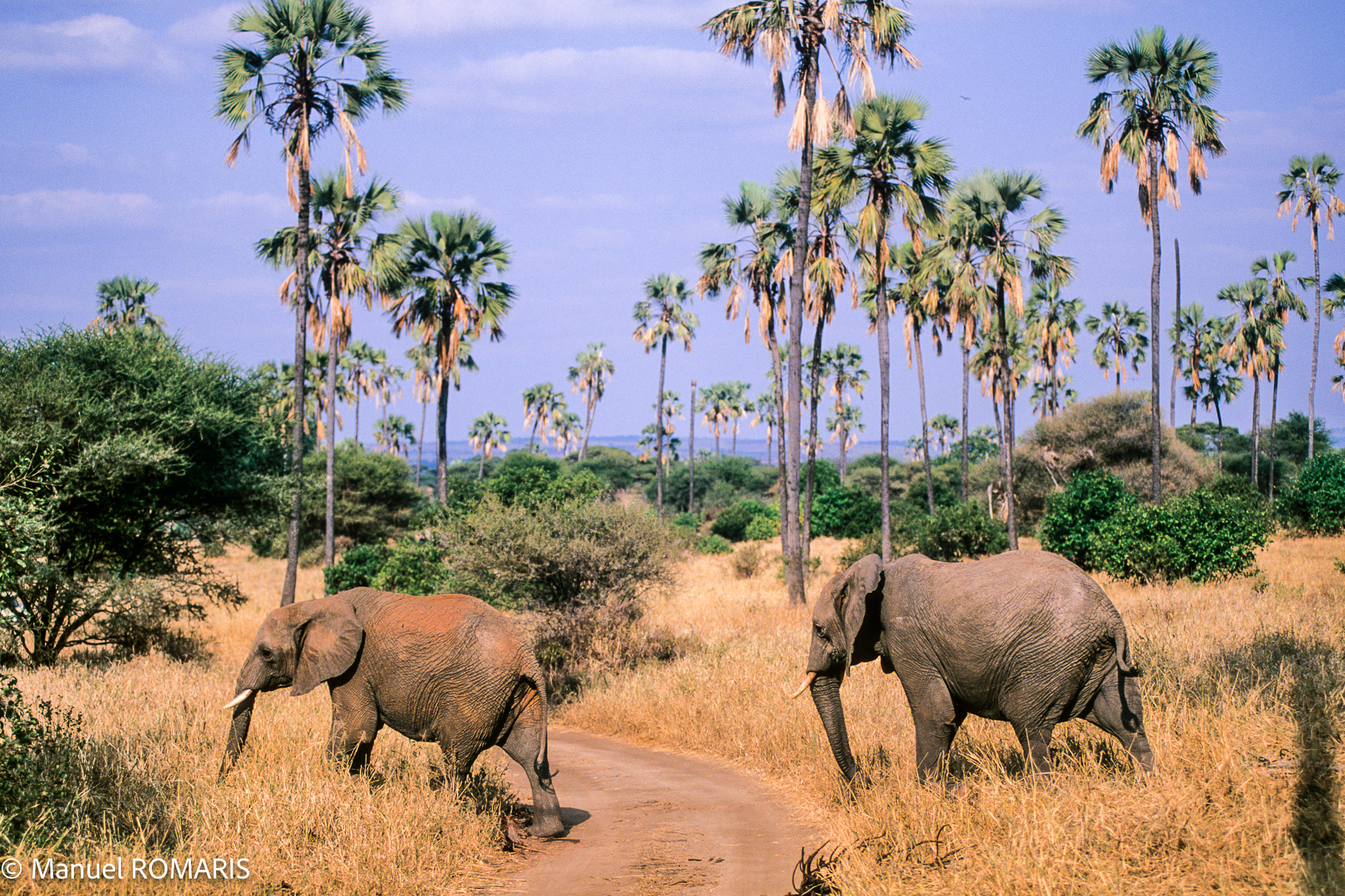 3-day safari to Tarangire National Park - Gallery Image