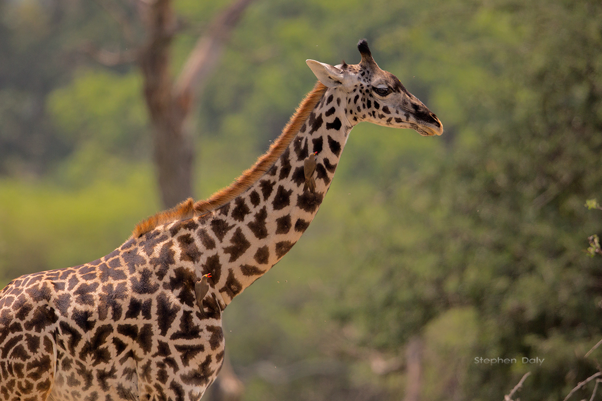 6-day Tanzania adventure safaris - Gallery Image