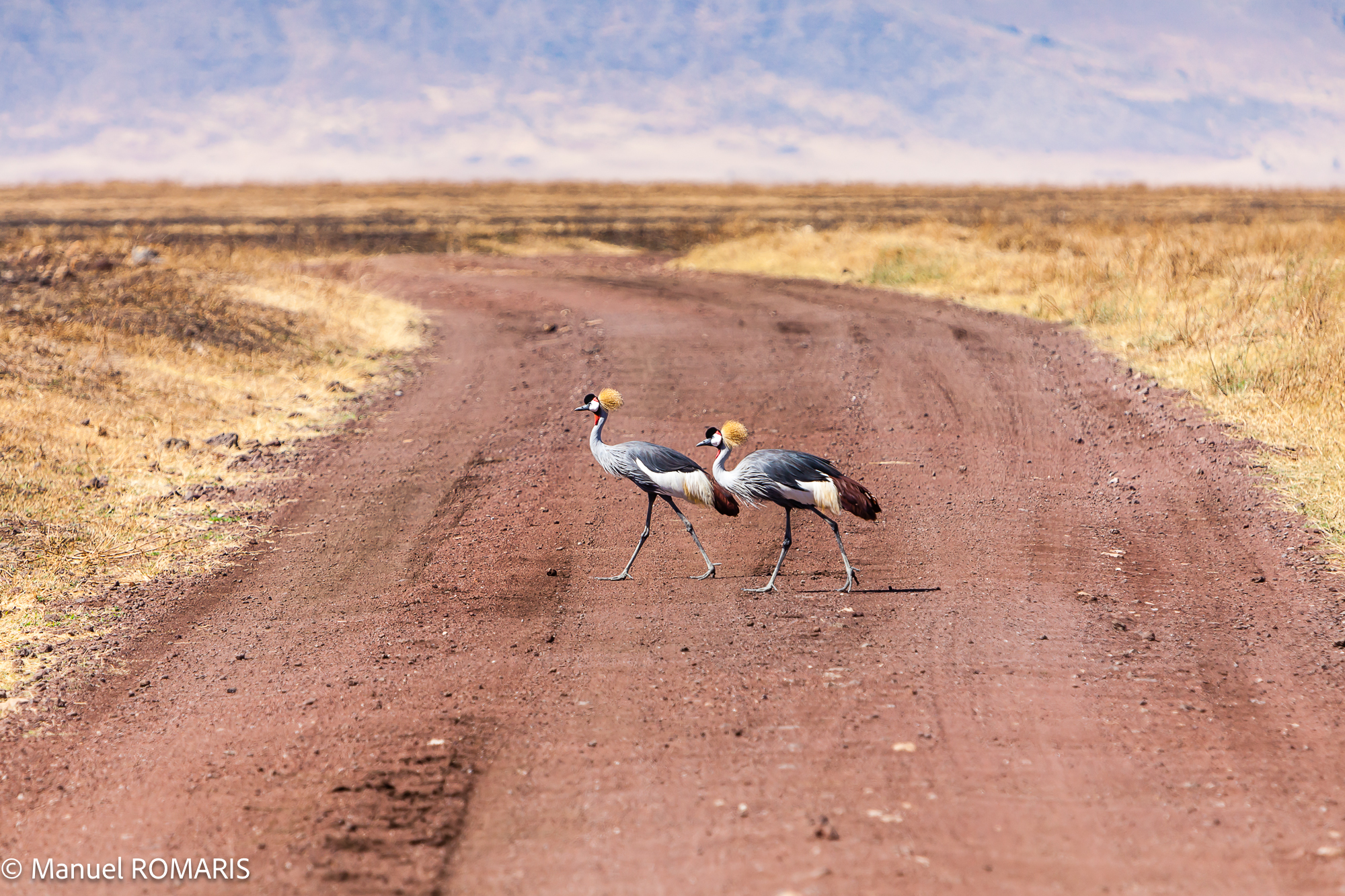4-day Ngorongoro Crater Safari in Tanzania - Gallery Image