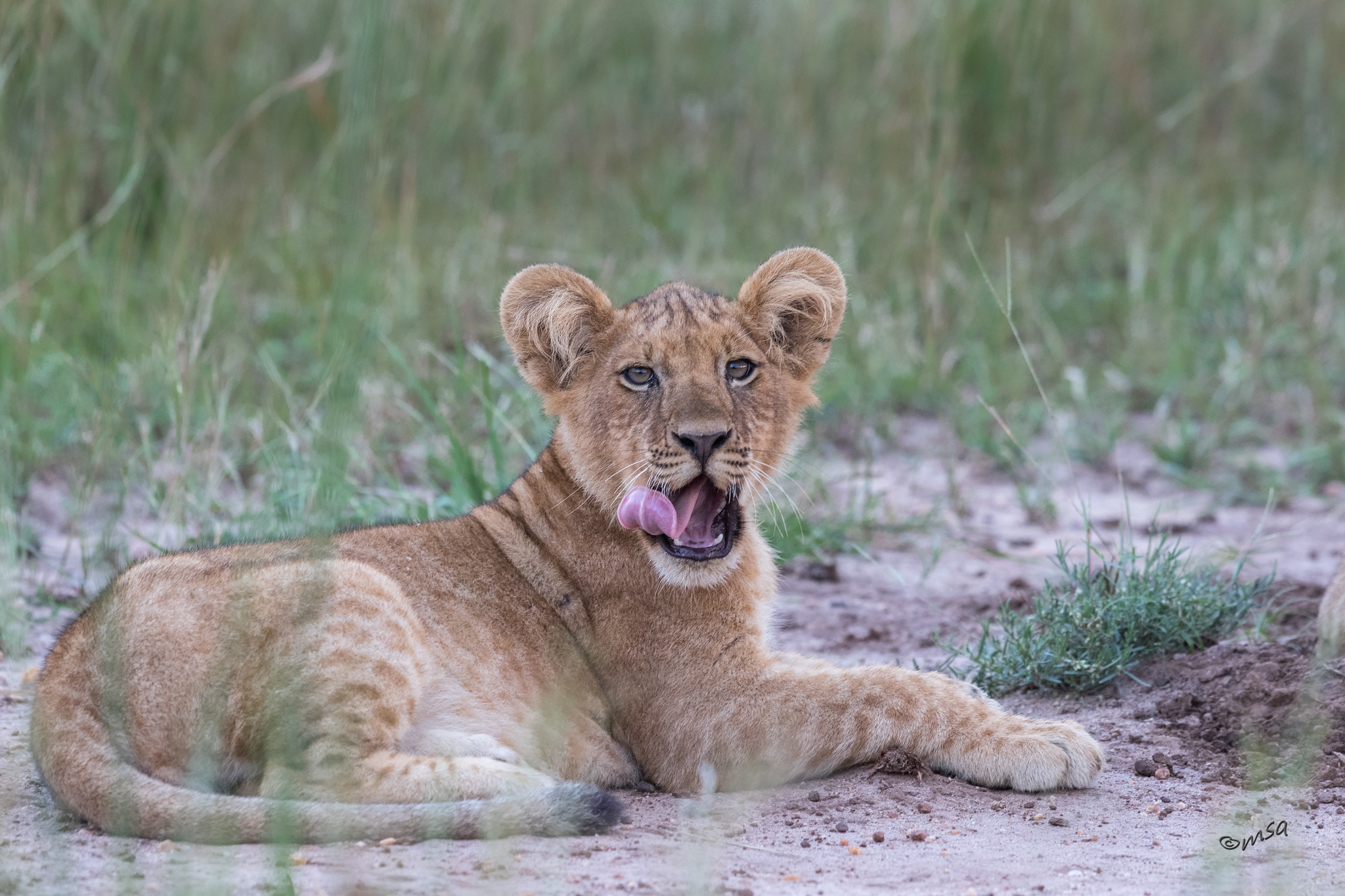 4-day Queen Elizabeth National Park itinerary - Gallery Image