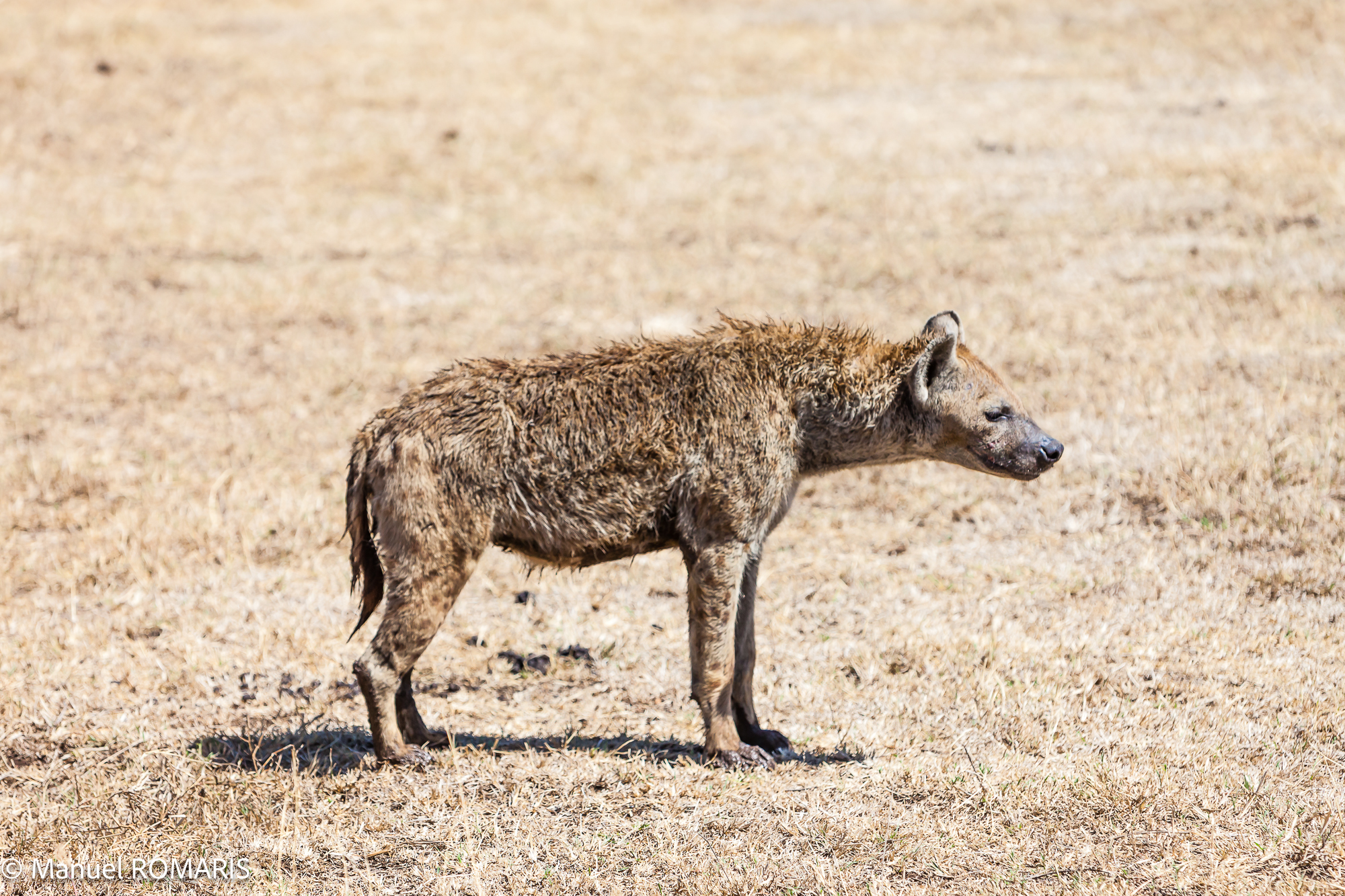 4-day Ngorongoro Crater Safari in Tanzania - Gallery Image
