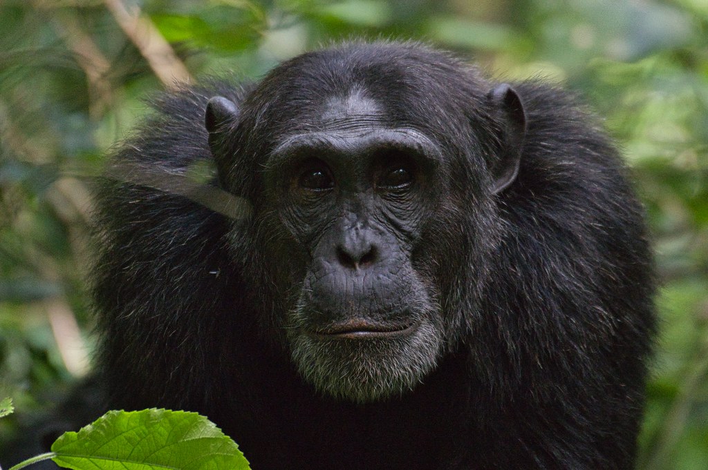 8 Day Uganda Primate Safari