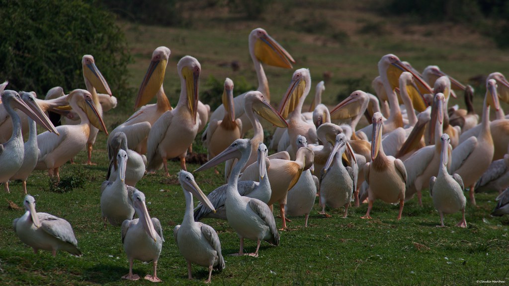 9-day Uganda Bird watching Safari - Gallery Image