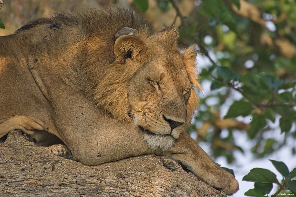 Queen Elizabeth National Park