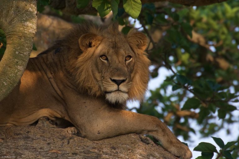 12 Days Uganda Classic Safari