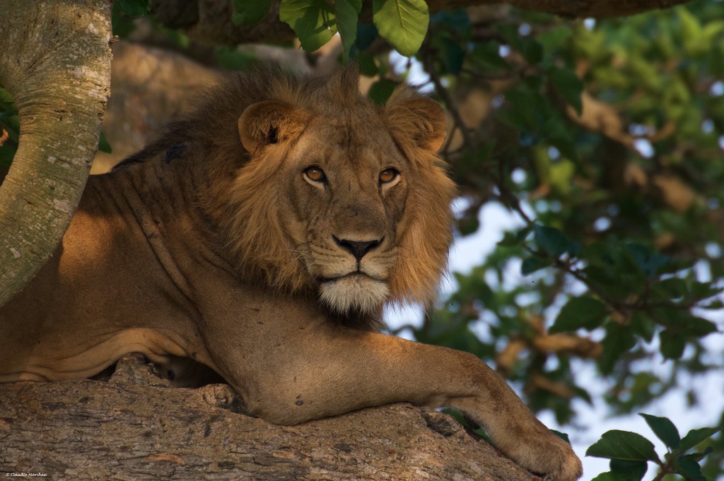 12 Days Uganda Classic Safari