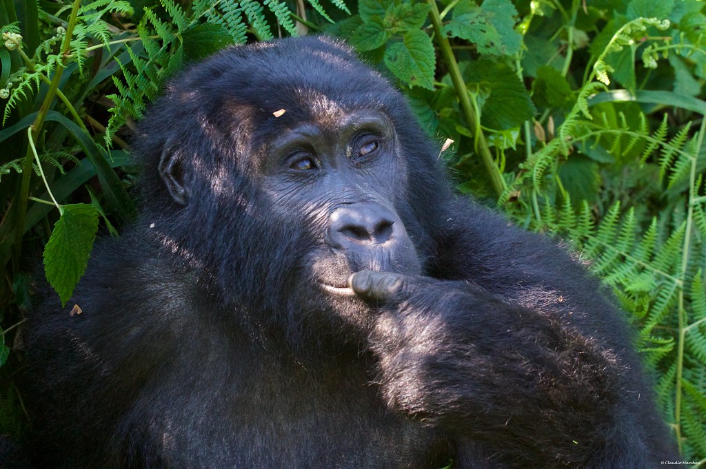 5-day wildlife and gorilla safari adventure in Uganda