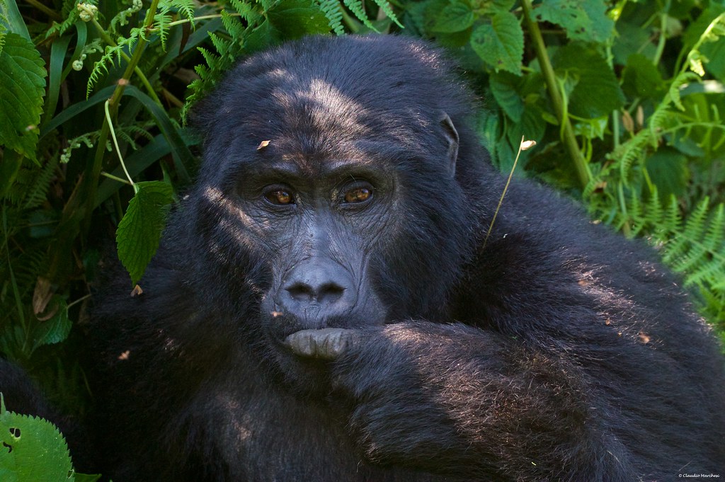 Bwindi Impenetrable National Park
