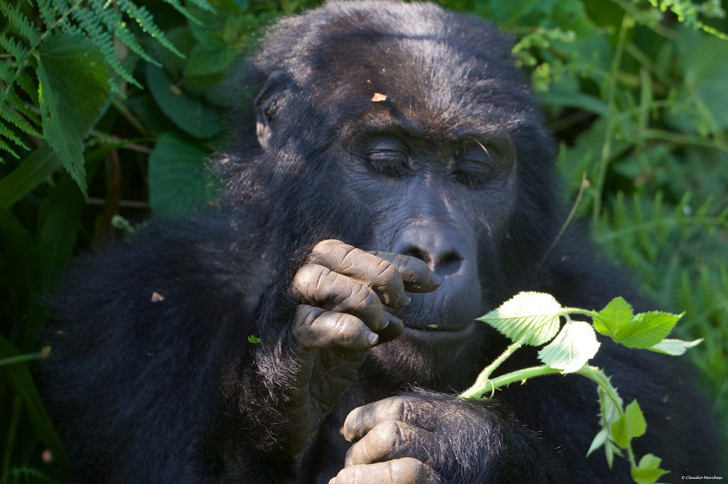 5-day wildlife and gorilla safari adventure in Uganda - Gallery Image
