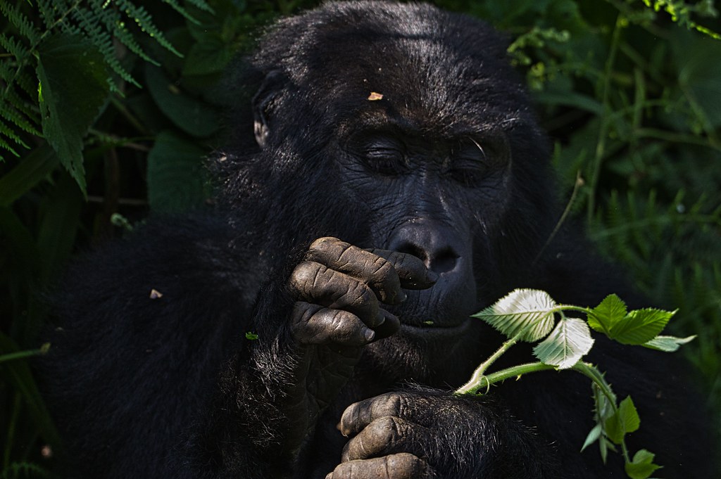 4 Day Bwindi Gorilla Trekking