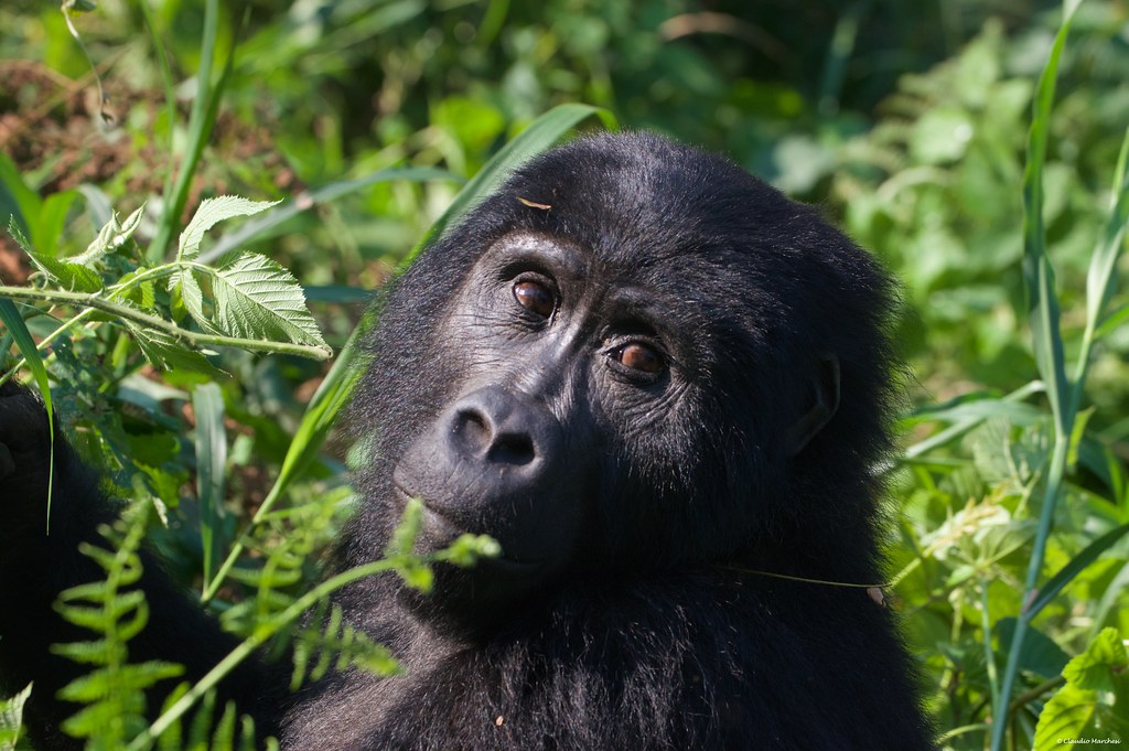 12 Days Uganda Classic Safari - Gallery Image