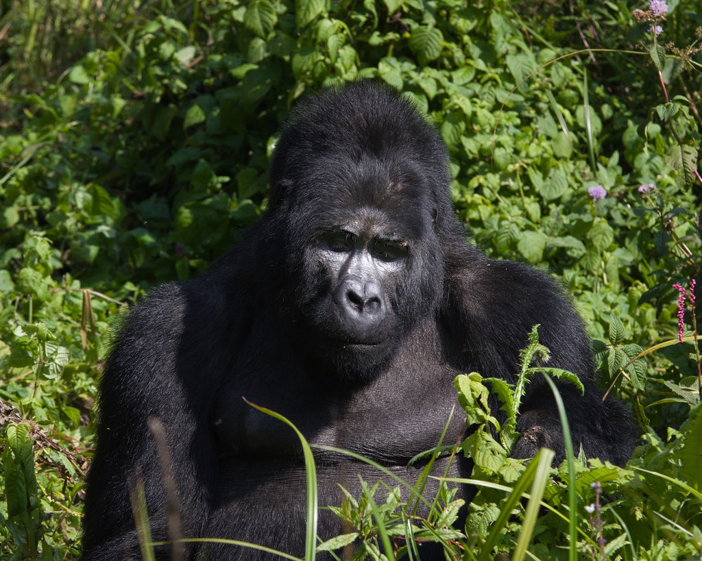 Mgahinga Gorilla National Park
