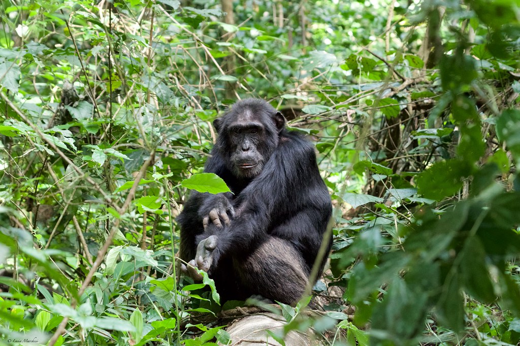 Kibale Forest National Park