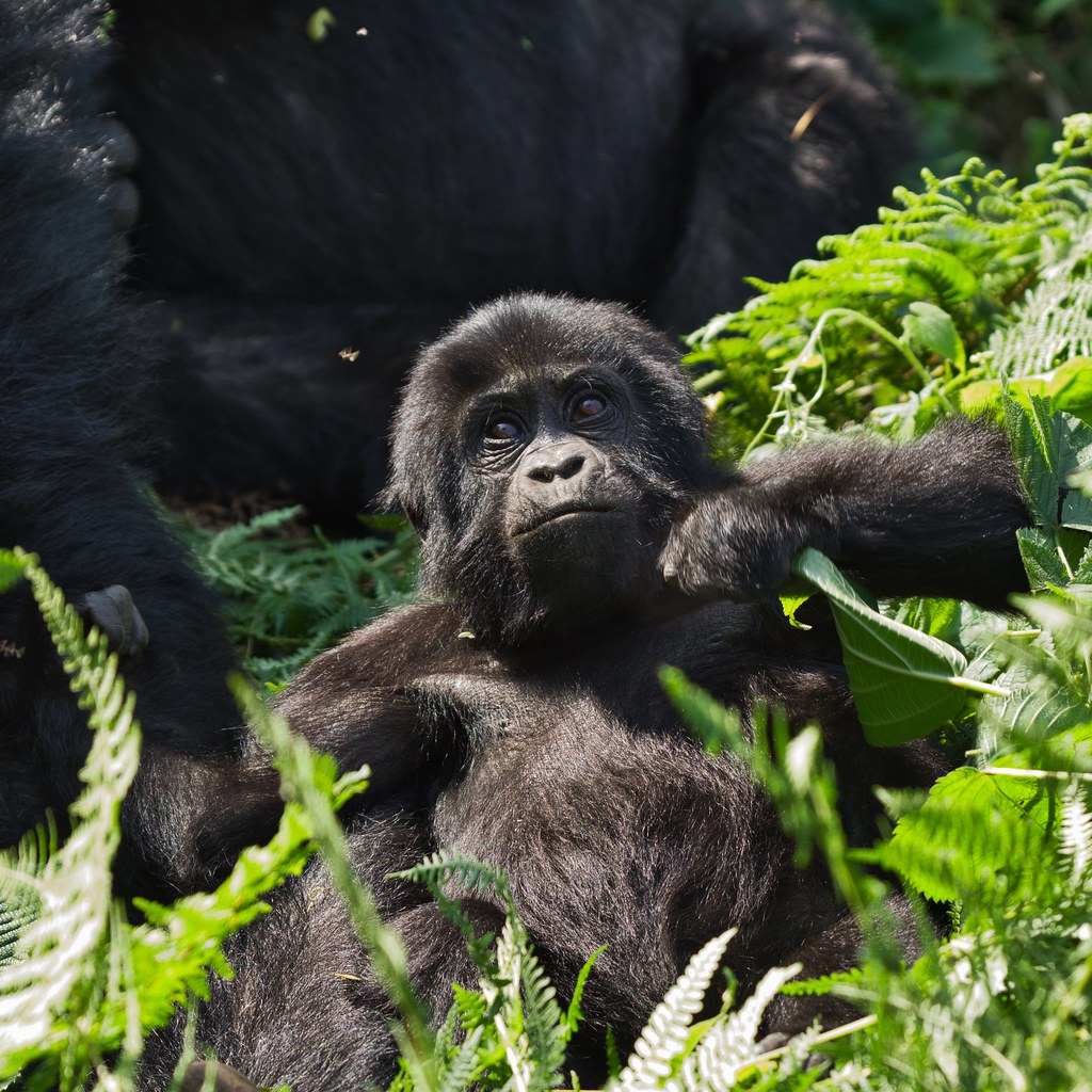 4 Day Bwindi Gorilla Trekking - Gallery Image