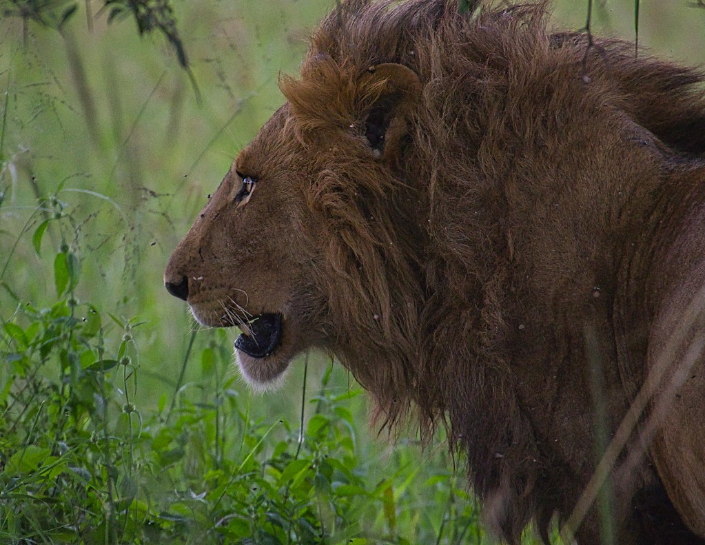 5-day Nile Adventure & Murchison Falls Safari - Gallery Image