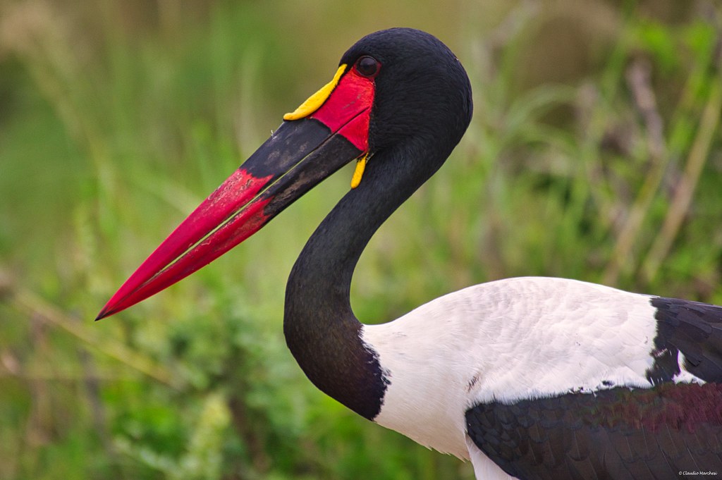 9-day Uganda Bird watching Safari