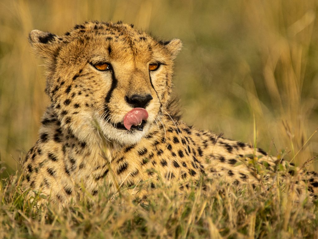 6-day Kenya wildlife safari