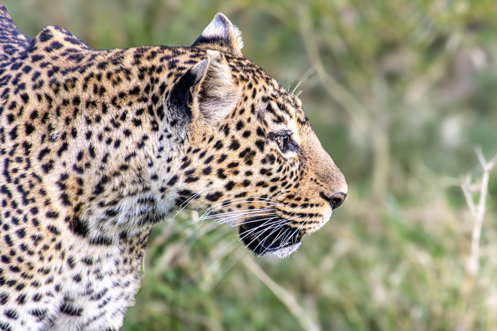 5-day Kenya wildlife safari