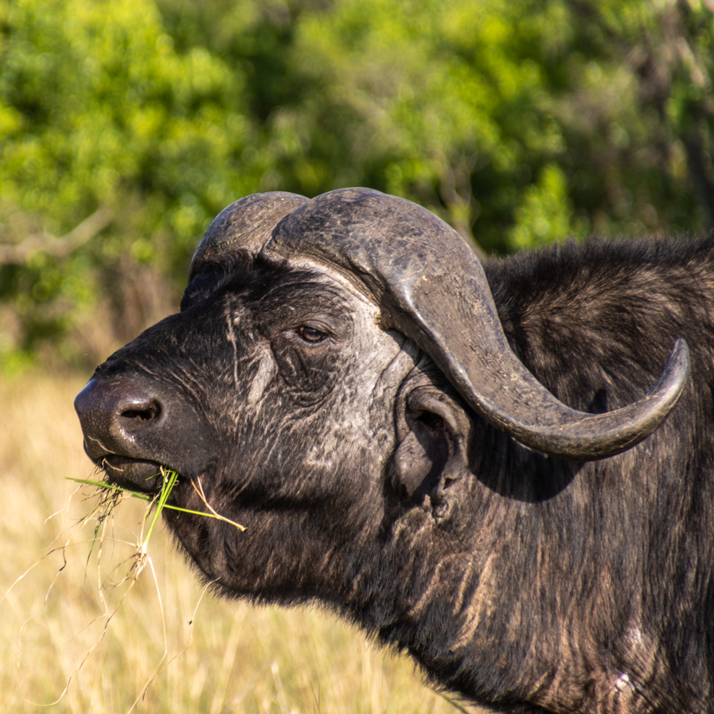 6-day Kenya wildlife safari - Gallery Image