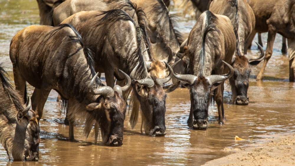 3-day wildlife safari in Masai Mara