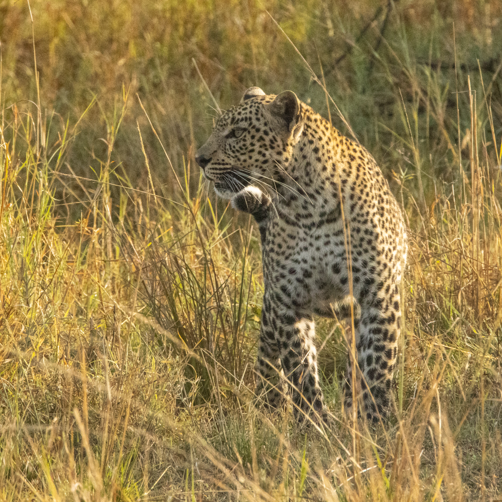 3-day wildlife safari in Masai Mara - Gallery Image