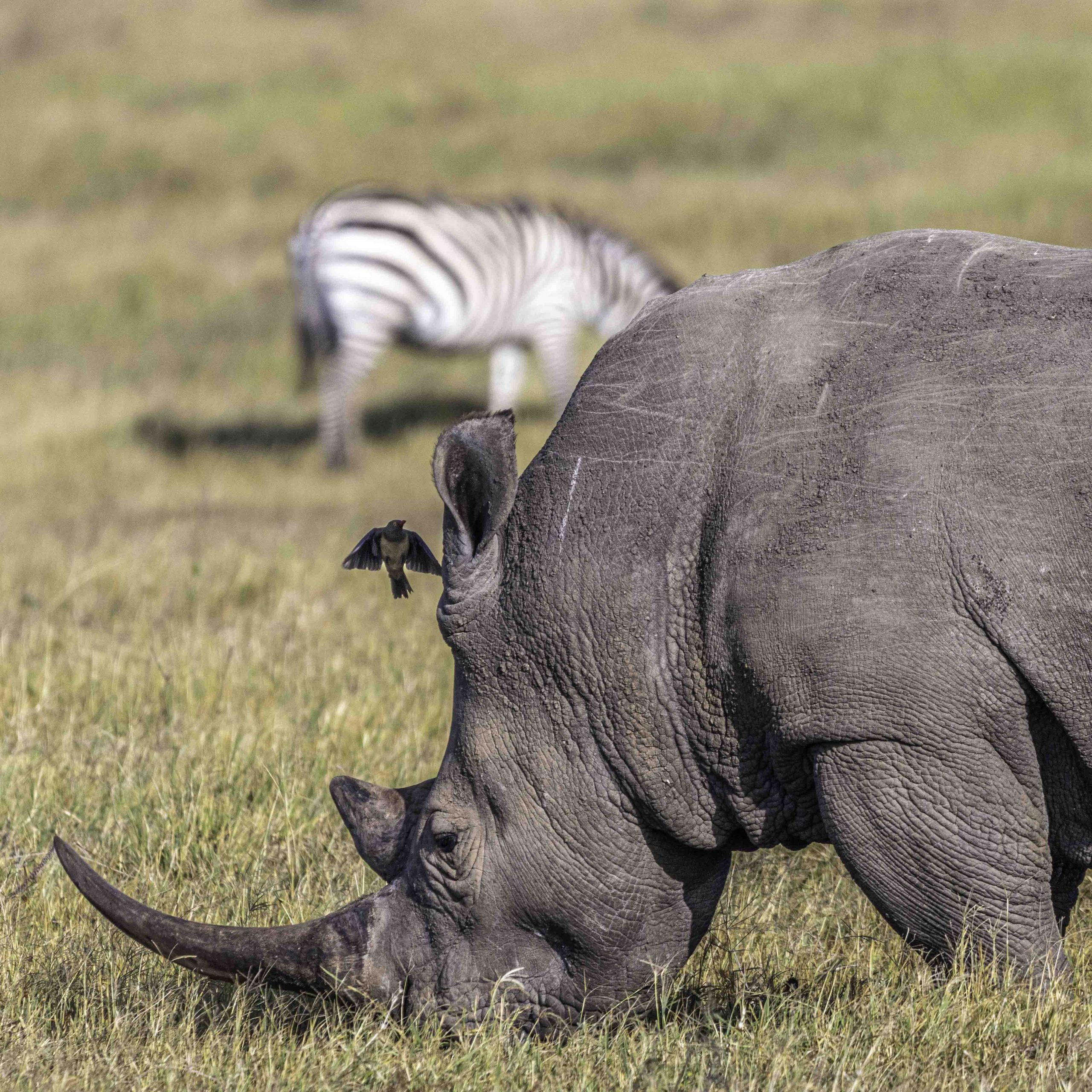 3-day wildlife safari in Masai Mara - Gallery Image
