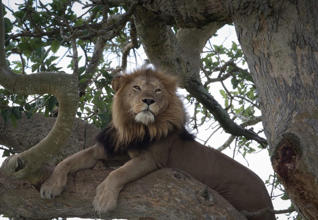 4-day Queen Elizabeth National Park itinerary