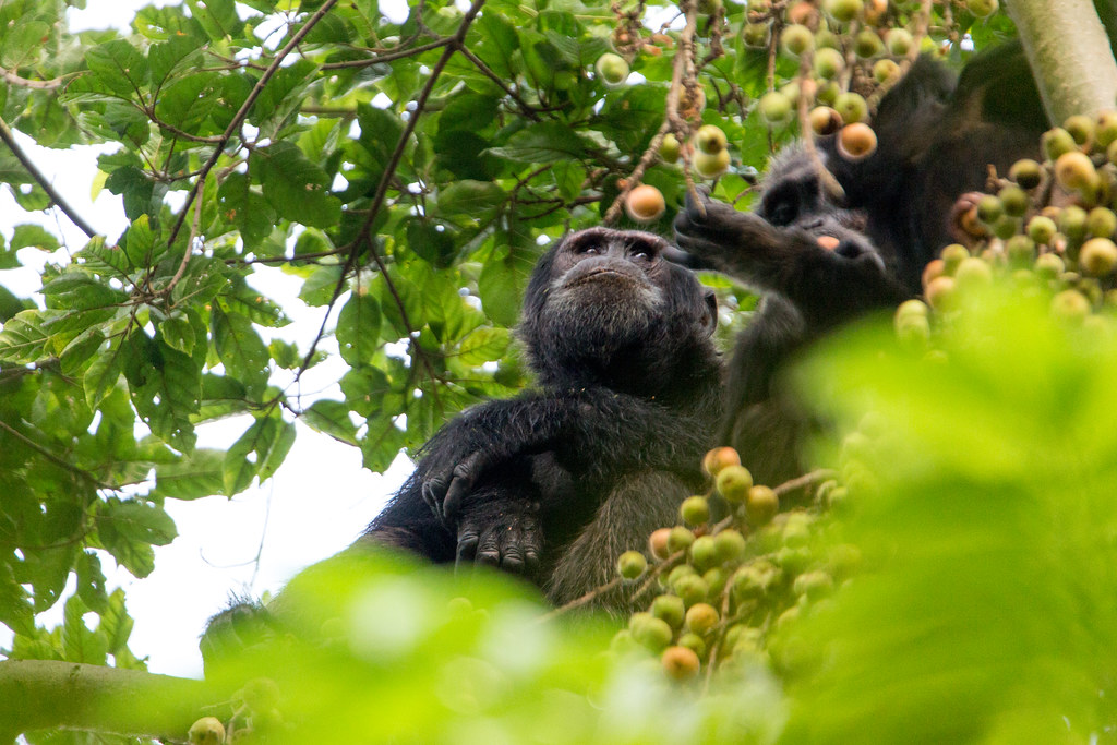 Nyungwe Forest National Park