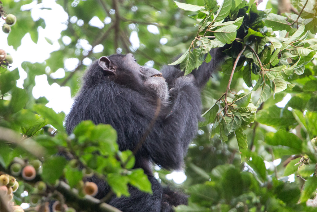 8-day Rwanda safari - Gallery Image