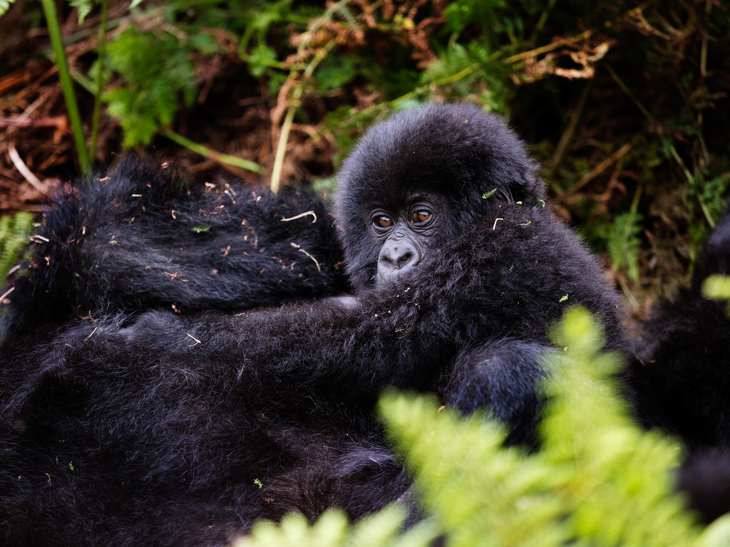 8-day Rwanda safari